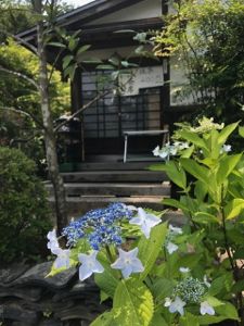 お抹茶席。紫陽花寺.jpg