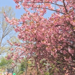 アラバキ　八重桜。 (1).jpg