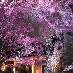 夜桜２０２１ (1).jpg