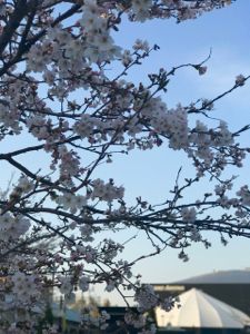 桜　ゼビオアリーナ。.jpg