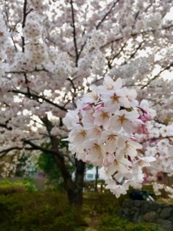 桜　２０１８−１ (2).jpg