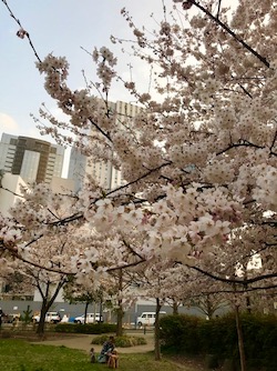 桜。２０１８−２ (2).jpg