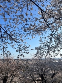 桜の雲海 (1).jpg