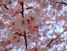 %E7%94%BB%E5%83%8F%203813-sakura1.jpg