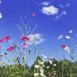 秋桜　入谷の秋。.jpg