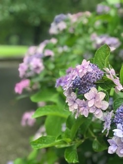 紫陽花。梅雨がながいね (1).jpg