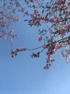 2017桜にしきちょうこうえんなう.jpg