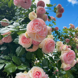 IMG_2277ばら.jpeg