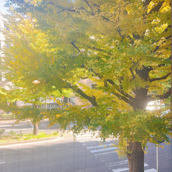 IMG_4634yellow.jpeg