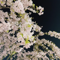 IMG_6615さくら.jpeg