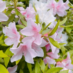 IMG_6906つつじ.jpeg