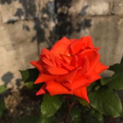 rose2017may.jpg