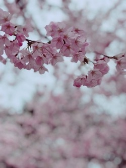 sakura2019 (1).jpg