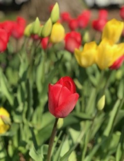 tulip 202005-2 (1).jpg